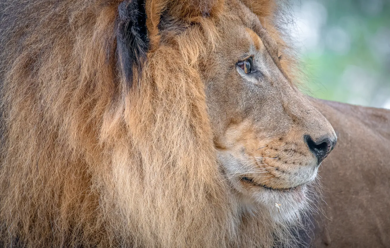 Фото обои лев, царь, грива, профиль