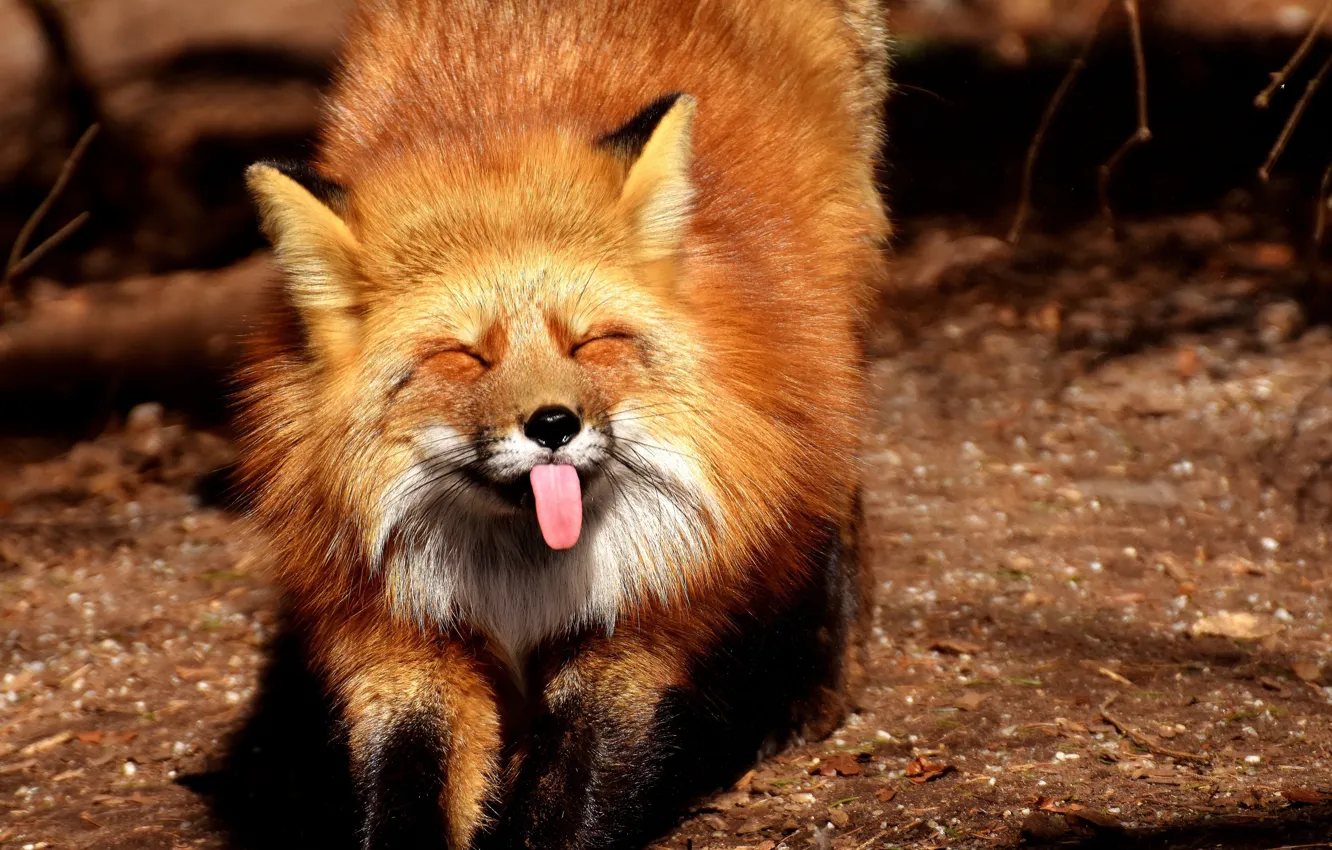 Фото обои лиса, fox, смешное, потягивается, funny, показывает язык
