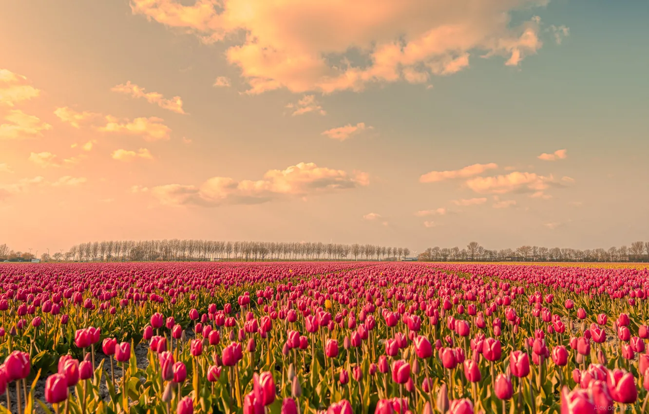 Фото обои поле, цветы, весна, тюльпаны