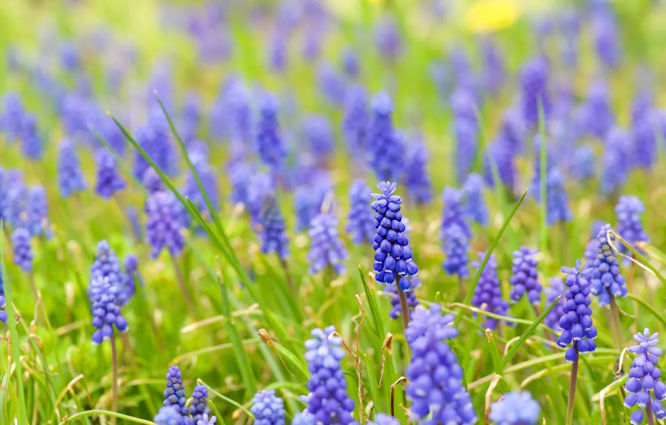 Фото обои зелень, цветы, поляна, весна, синие, много, сиреневые, боке