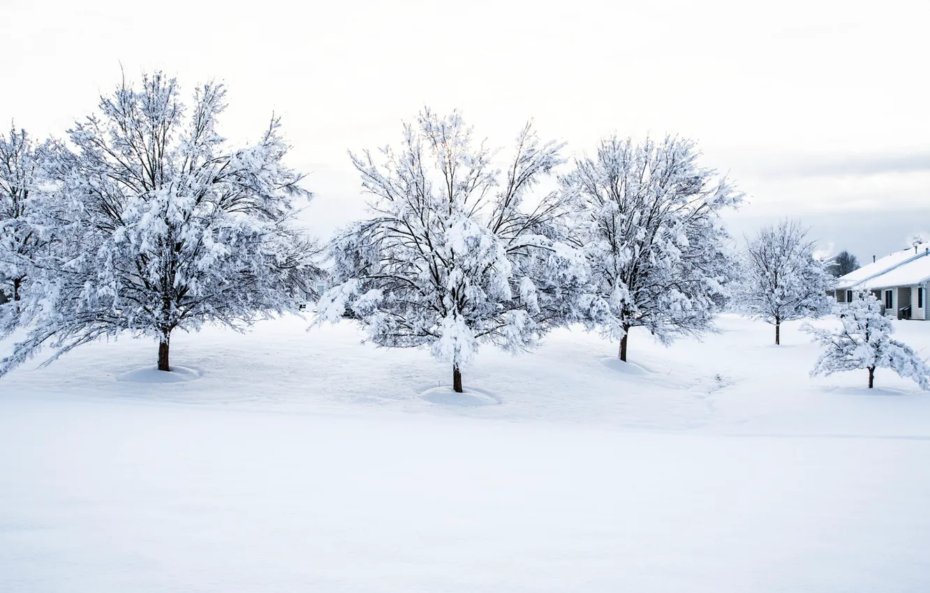Фото обои Winter, trees, snow, houses
