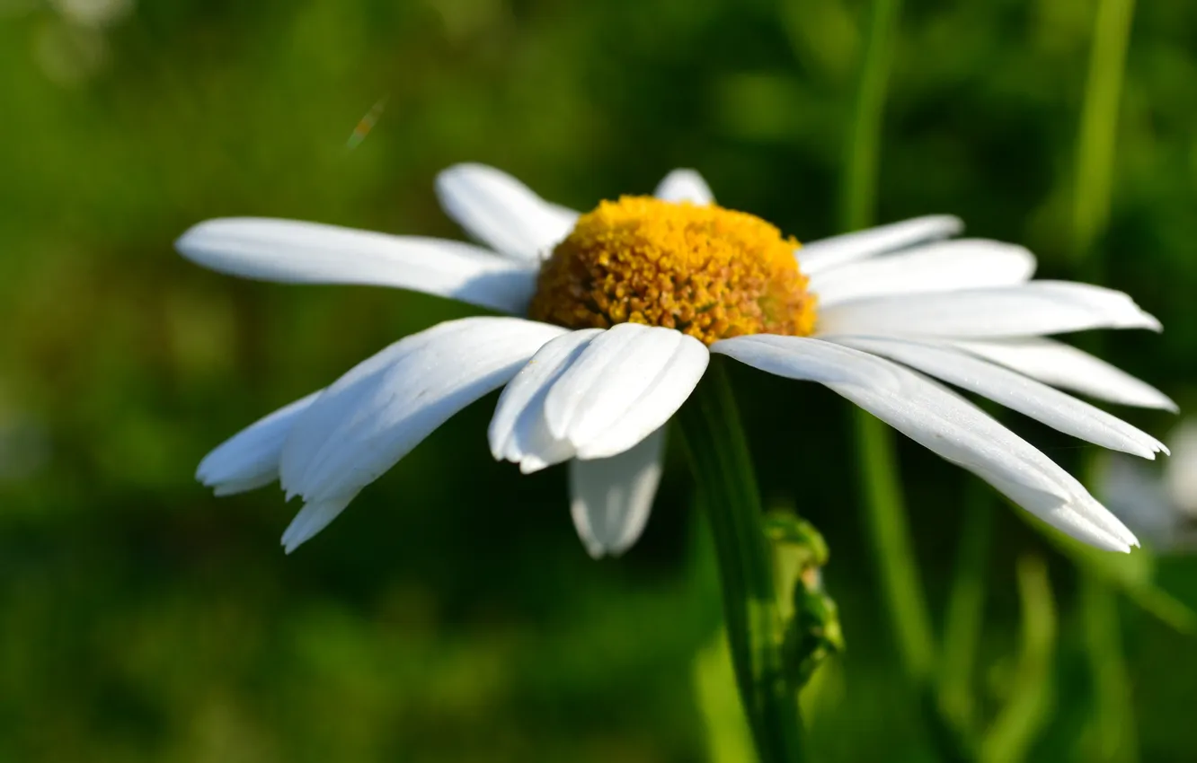 Фото обои поле, белый, цветок, лето, макро, цветы, желтый, ромашка