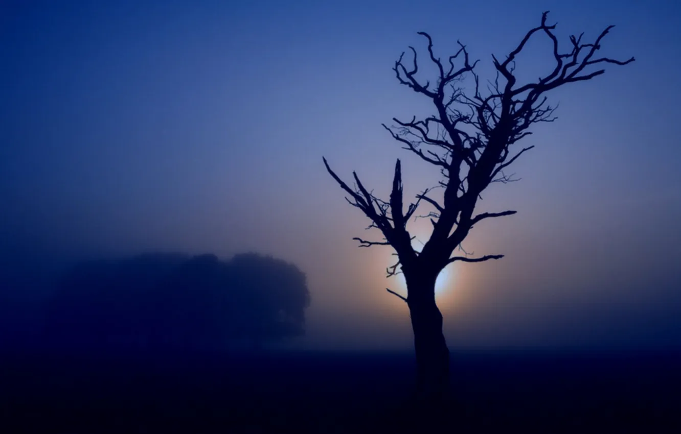 Фото обои деревья, природа, туман, фото, дерево, настроение, пейзажи, утро