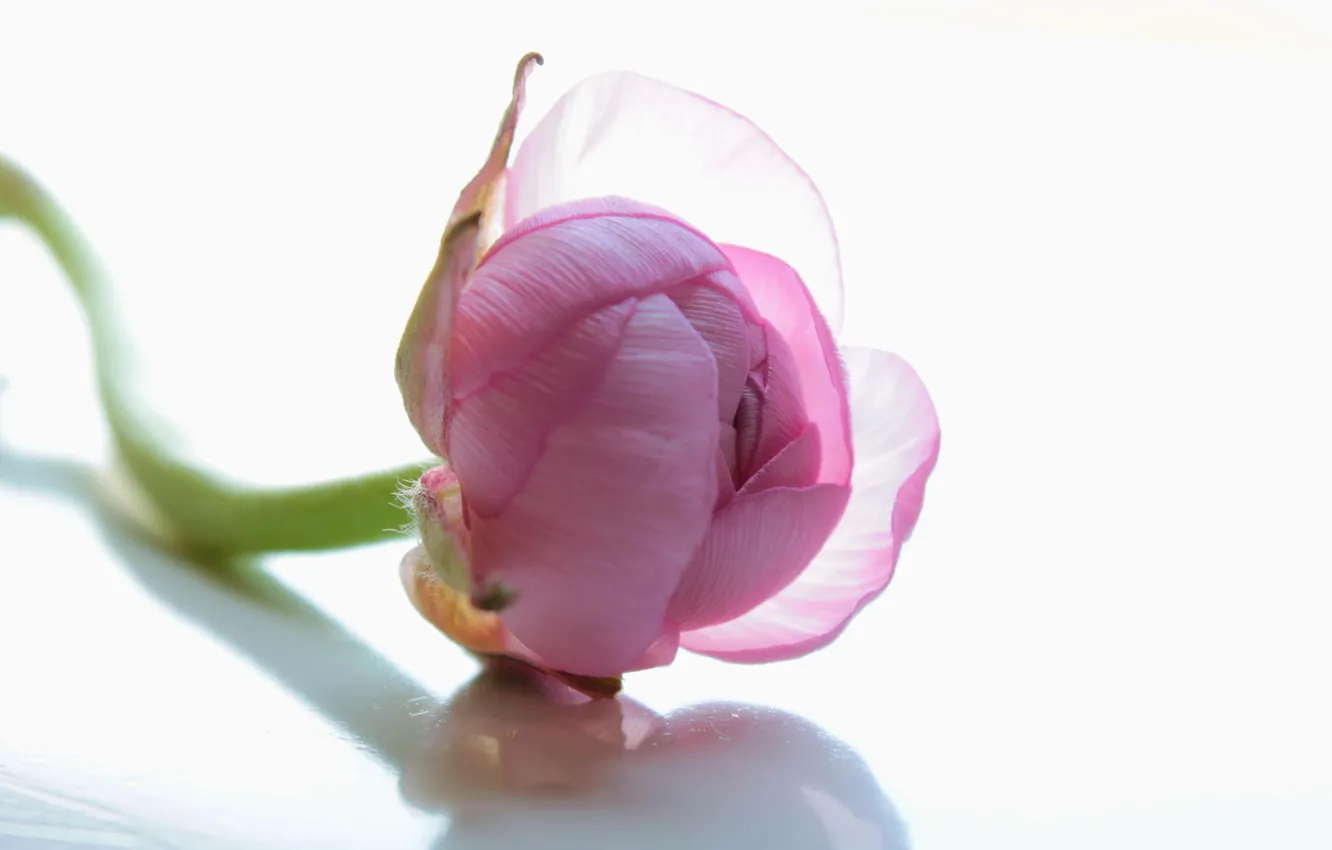 Фото обои цветок, розовый, ranunculus, лютик