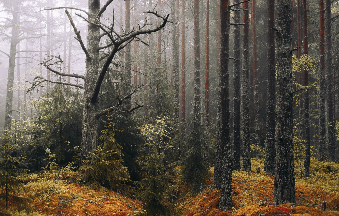 Фото обои forest, autumn, fog