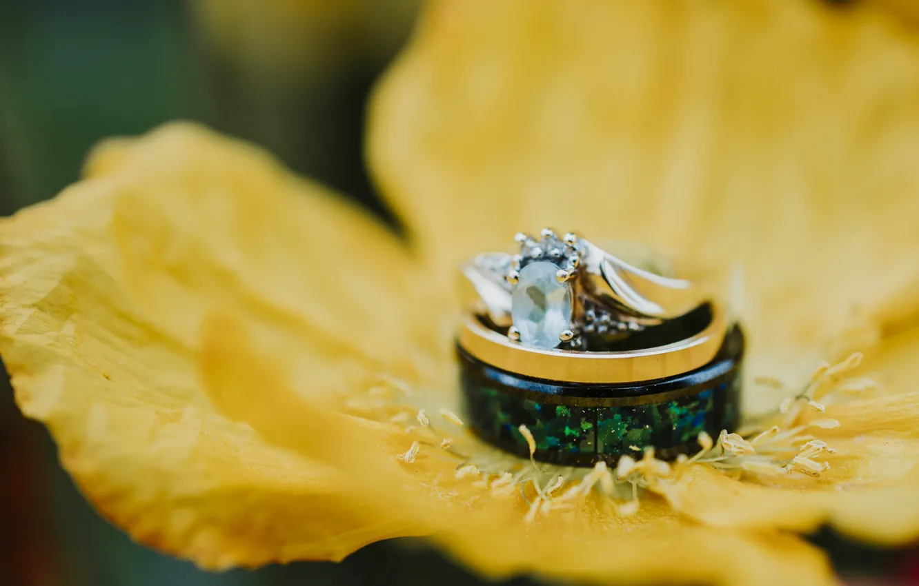 Фото обои цветок, кольца, свадьба, желтые лепестки