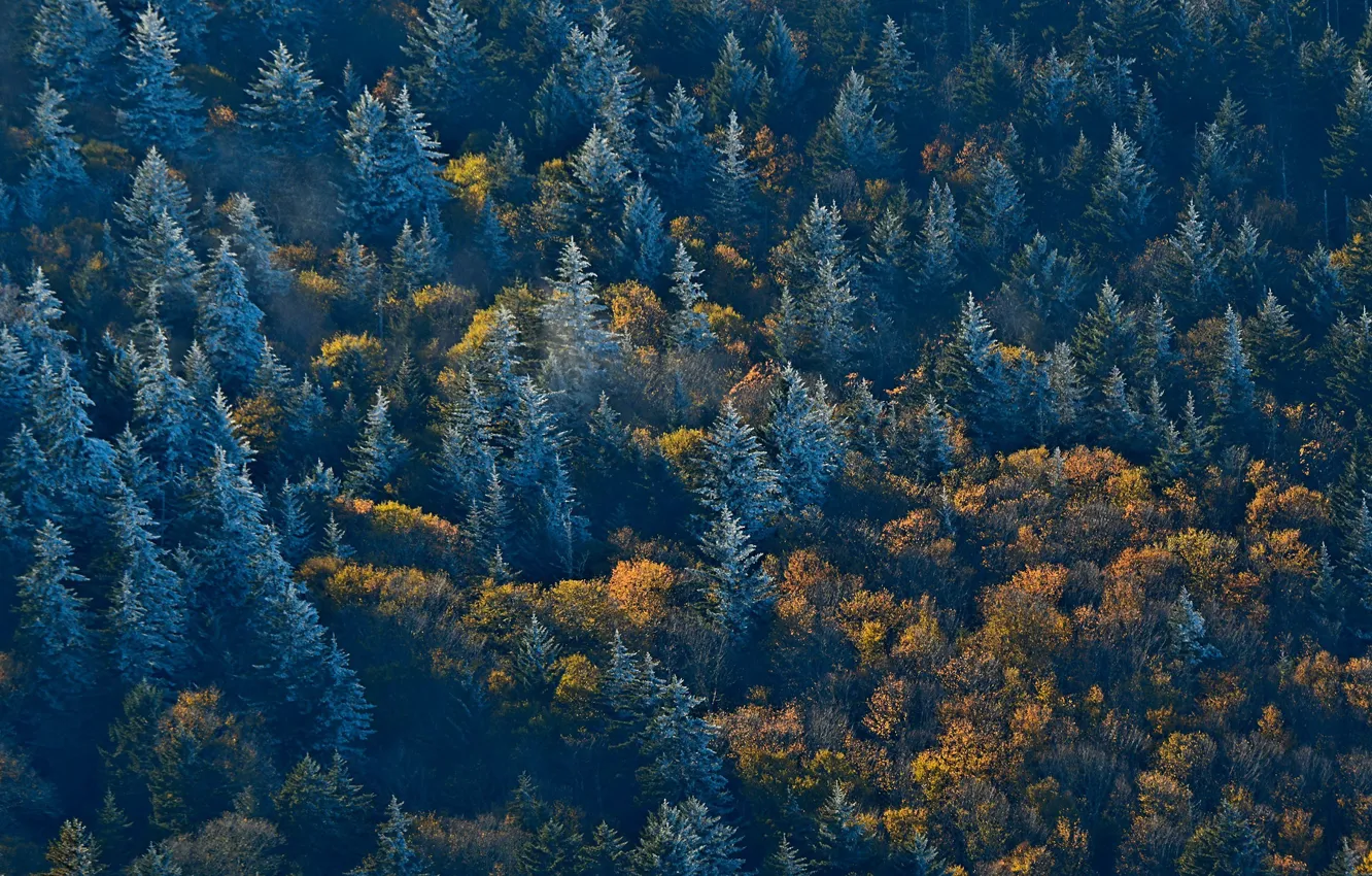 Фото обои лес, деревья, природа