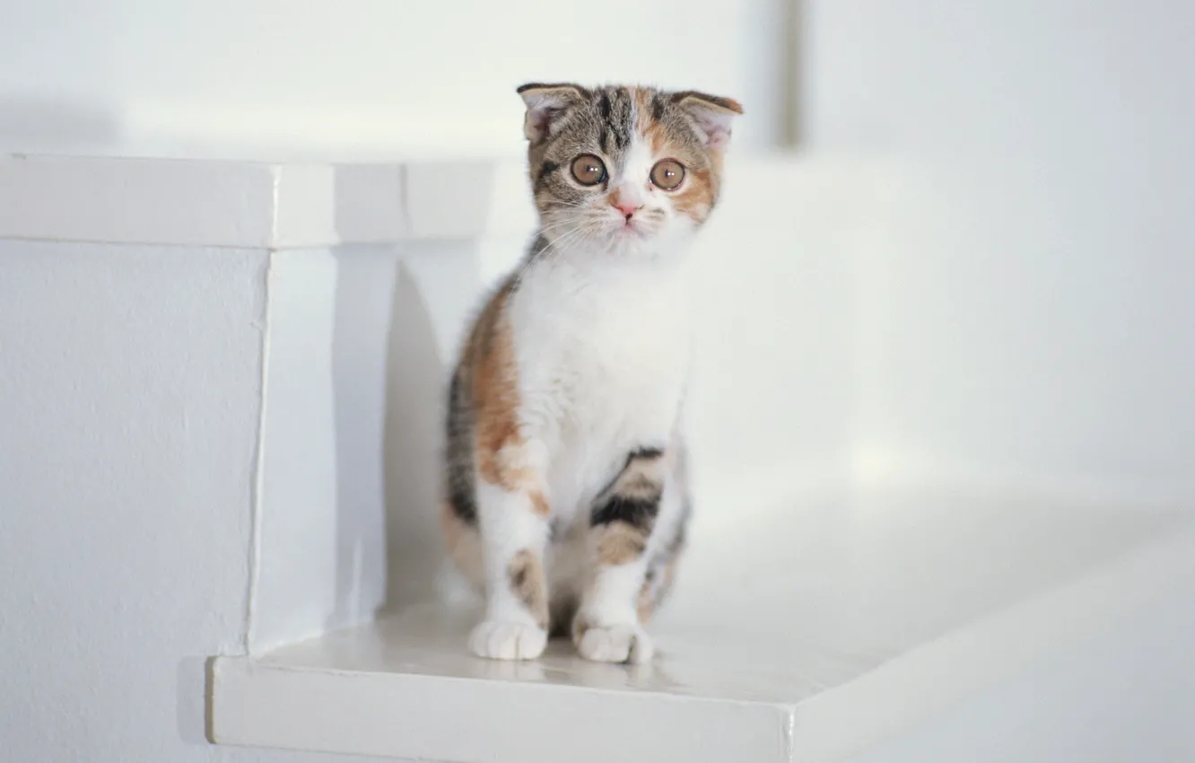 Фото обои белый, котенок, лестница