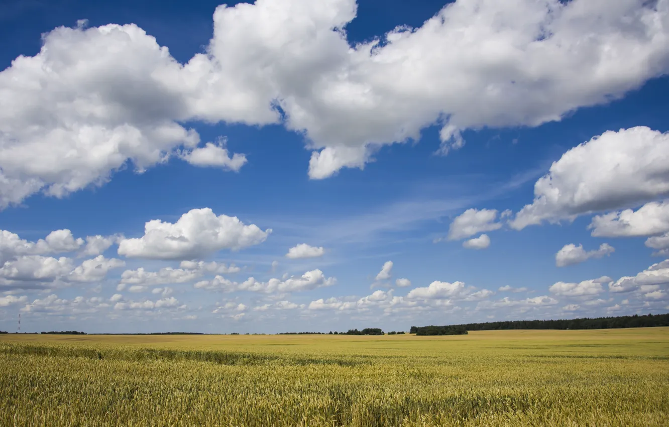 Фото обои пшеница, поле, небо, облака