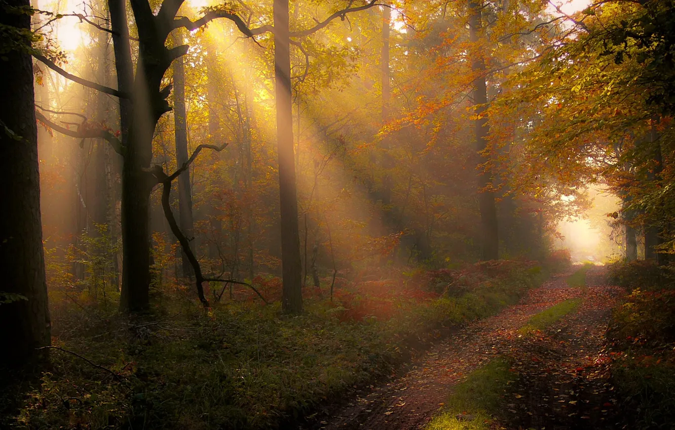 Фото обои осень, лес, лучи, деревья, природа, тропинка