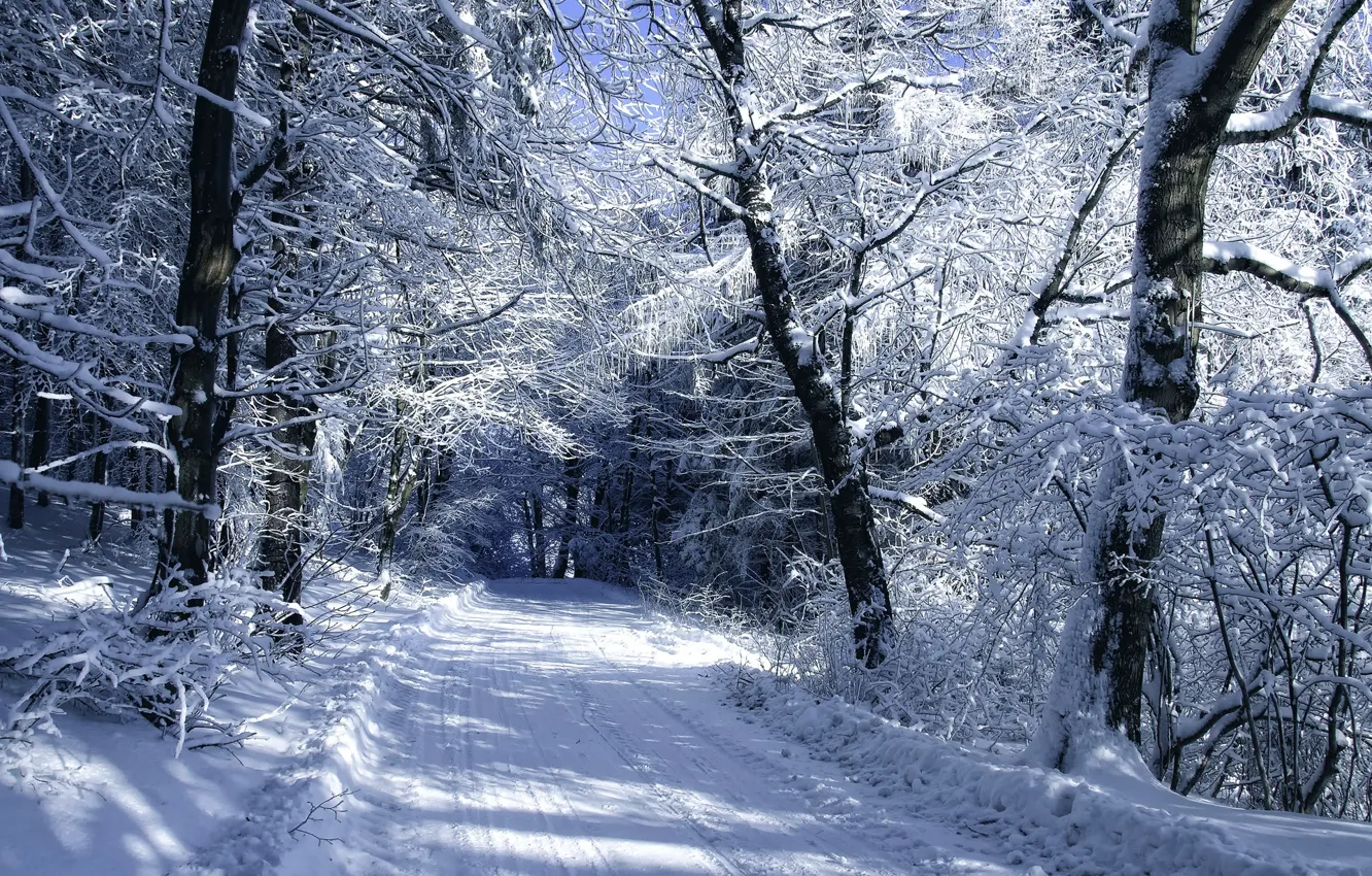 Фото обои зима, лес, снег, деревья, Природа, мороз, дорожка, forest
