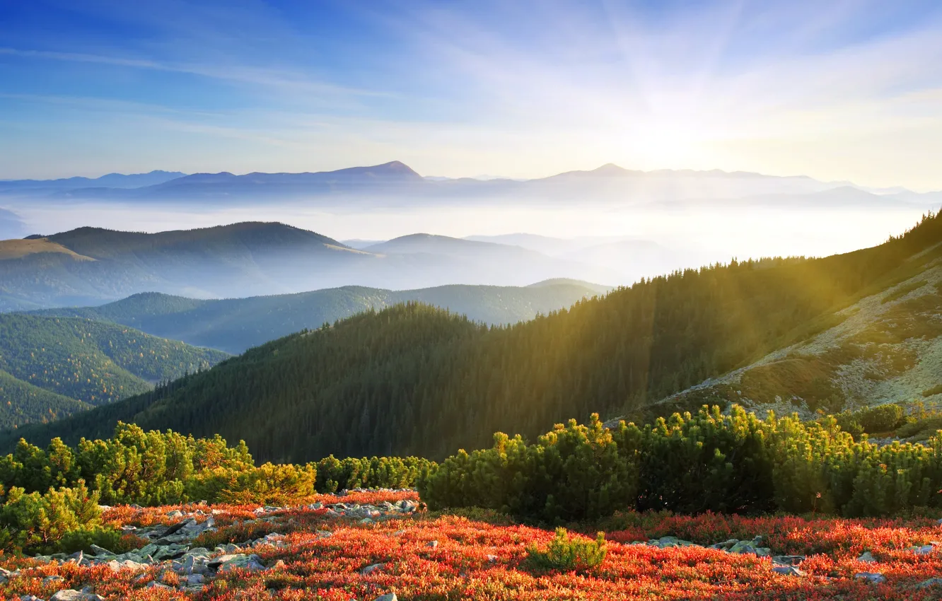 Фото обои лес, солнце, лучи, горы, природа, туман, рассвет, утро