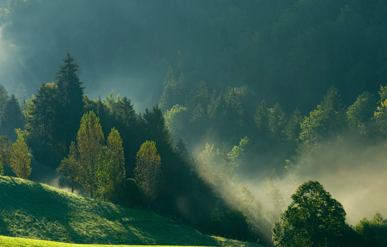 Фото обои лес, горы, природа, туман, утро