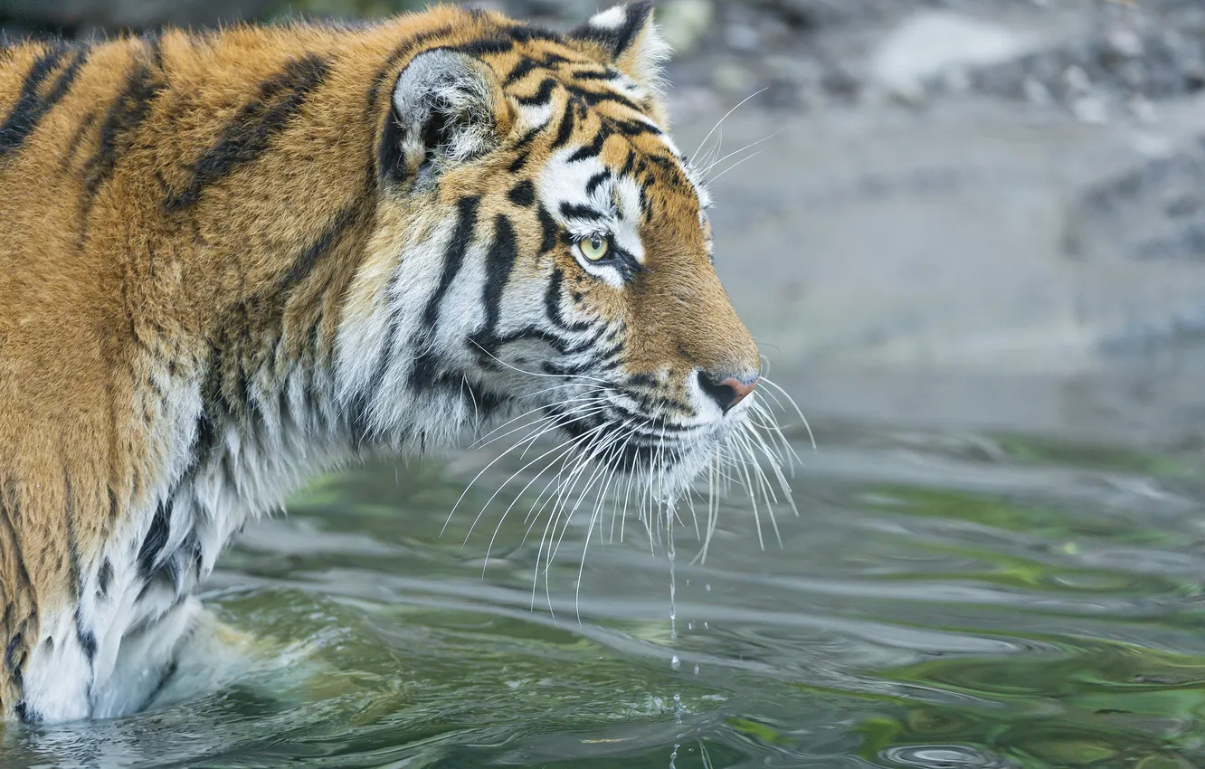 Фото обои кошка, вода, тигр, купание, амурский тигр
