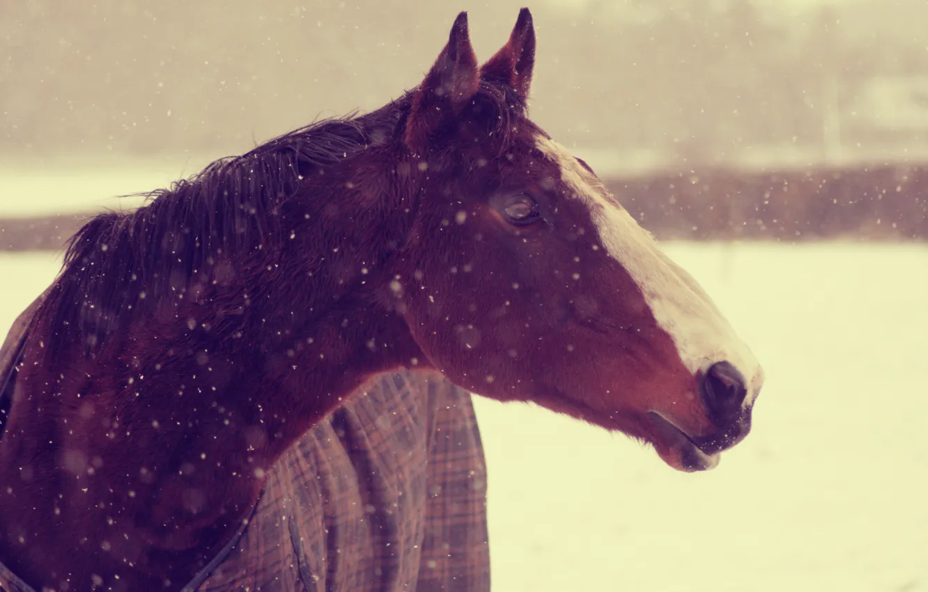 Фото обои зима, снег, лошадь