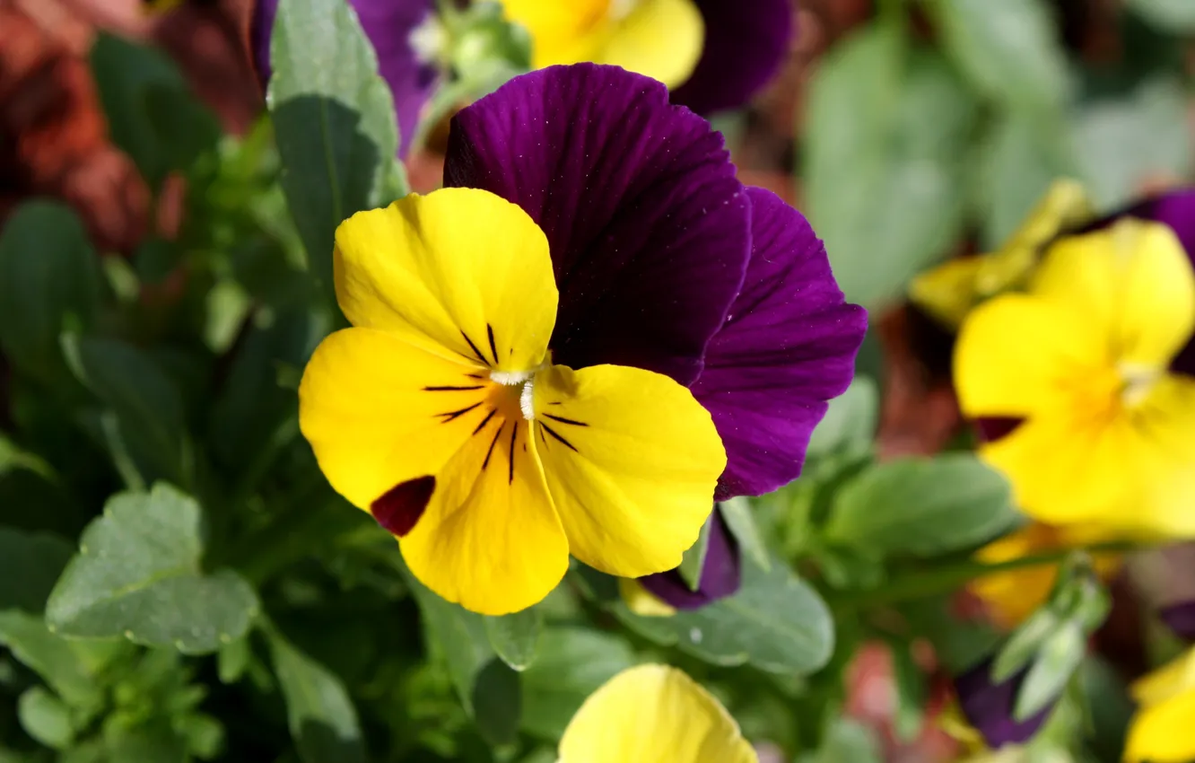 Фото обои цветок, flower, macro, tricolor, viola, pansy