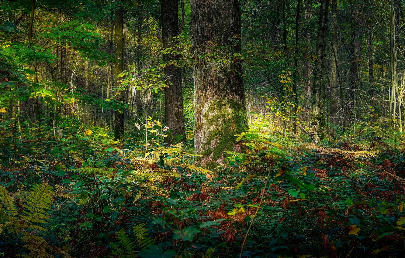 Фото обои зелень, лес, свет, дерево