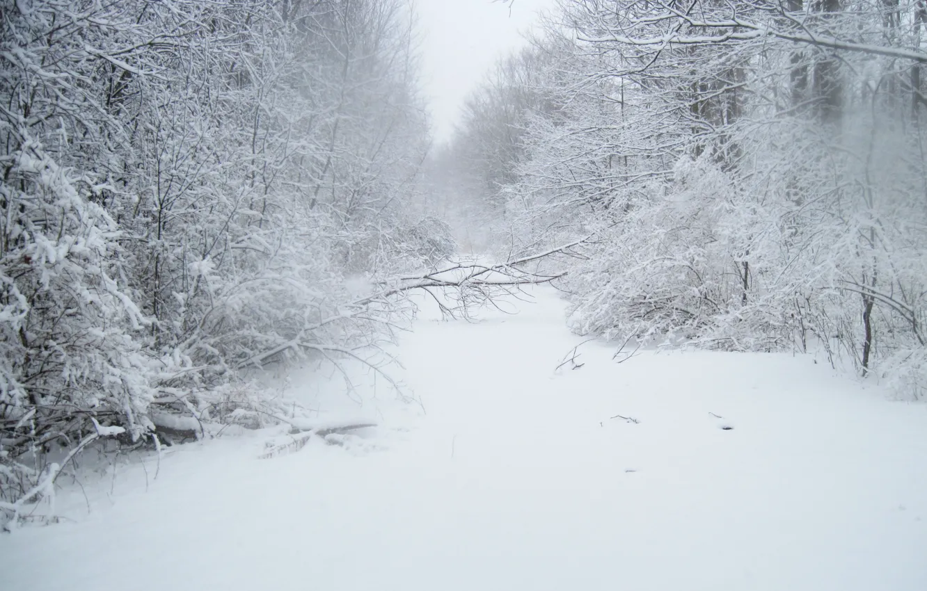 Фото обои зима, лес, снег, деревья, мороз, дорожка, forest, Nature
