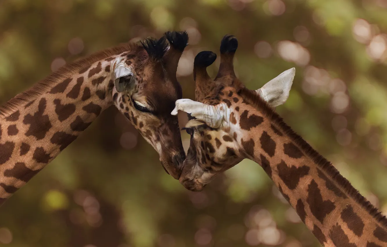 Фото обои морда, поза, фон, вместе, две, жираф, пара, ласка