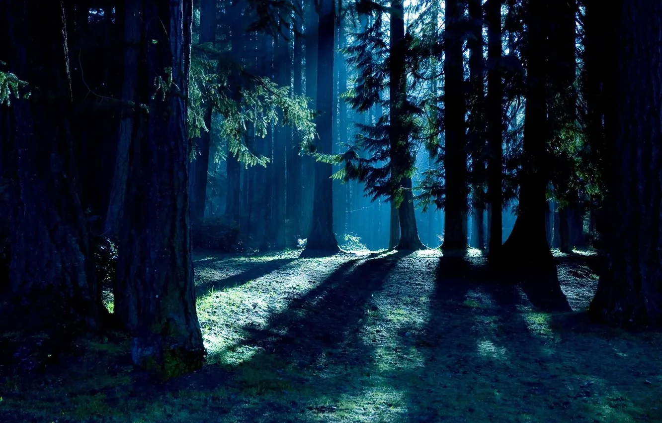 Фото обои лес, деревья, ночь, природа, лунный свет, forest, trees, nature