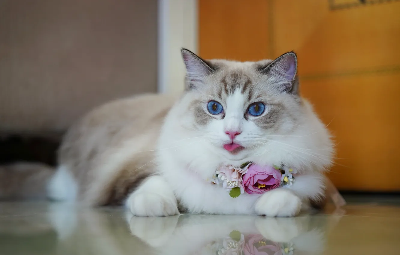 Фото обои язык, кошка, взгляд, цветы, отражение, портрет, красавица, голубые глаза