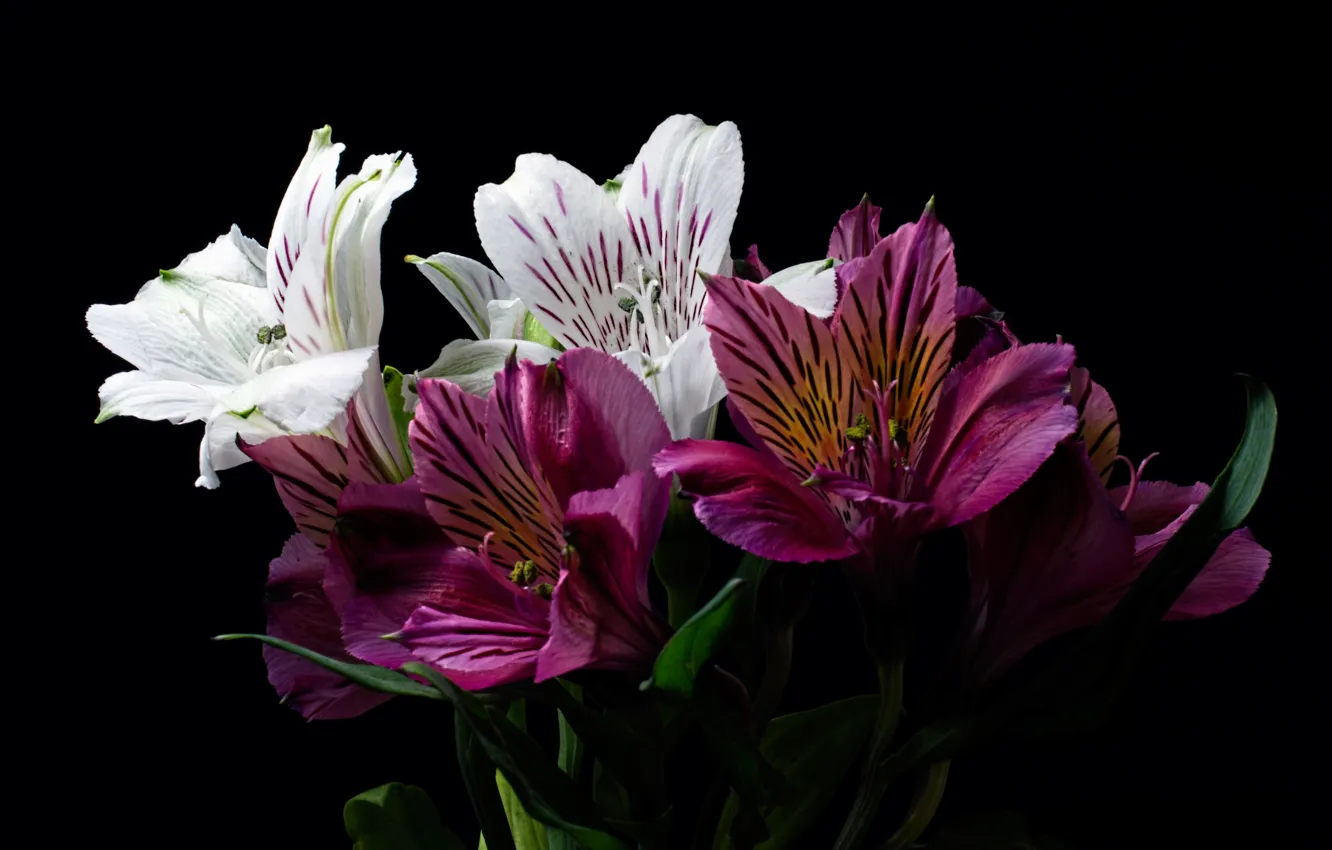 Фото обои макро, альстромерия, перуанская лилия