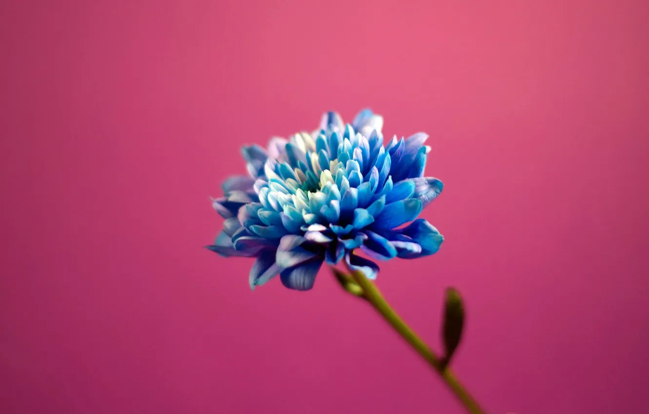 Фото обои цветы, розовый, голубой