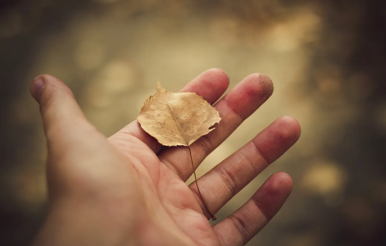 Фото обои листья, руки, ладонь