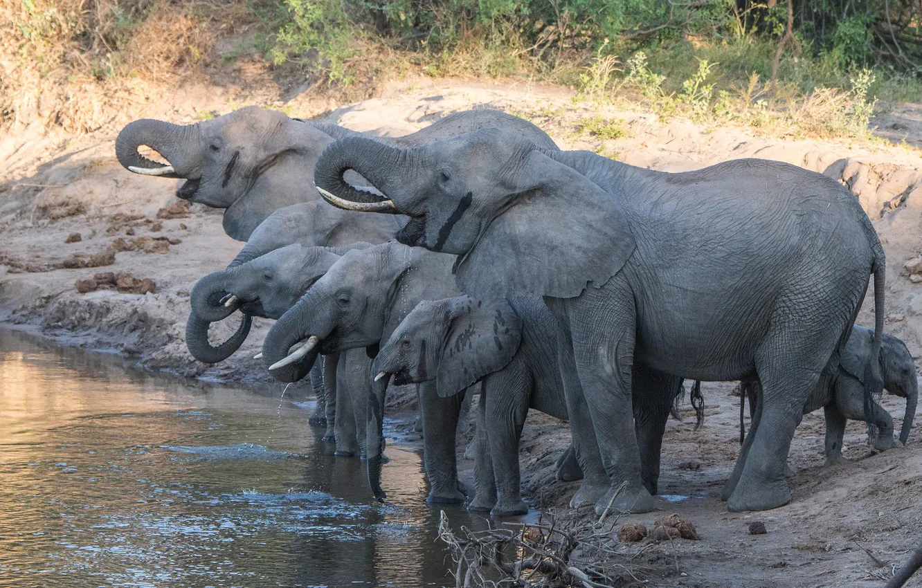 Фото обои природа, слоны, водопой