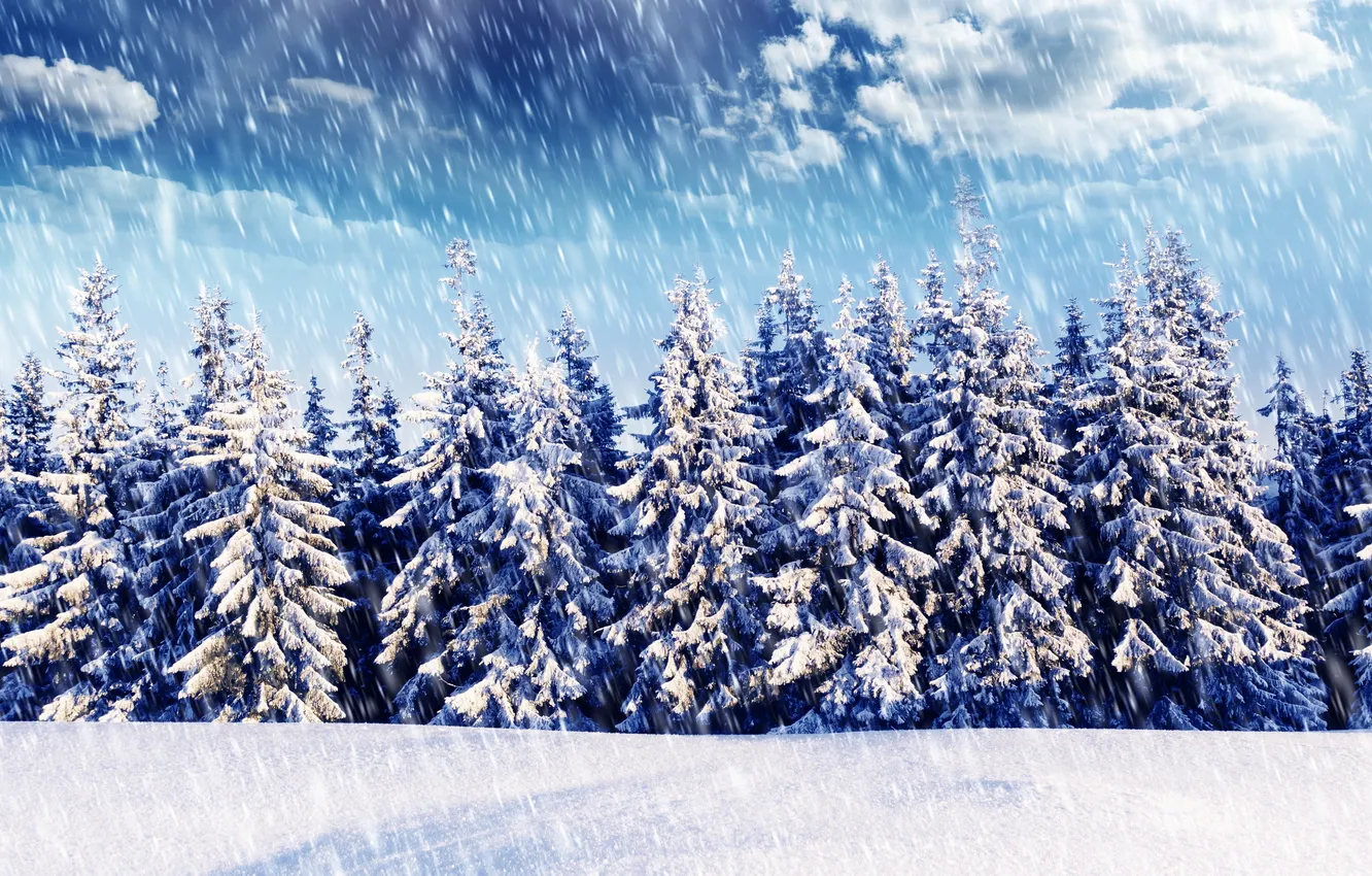 Фото обои зима, лес, снег, ёлки, снегопад