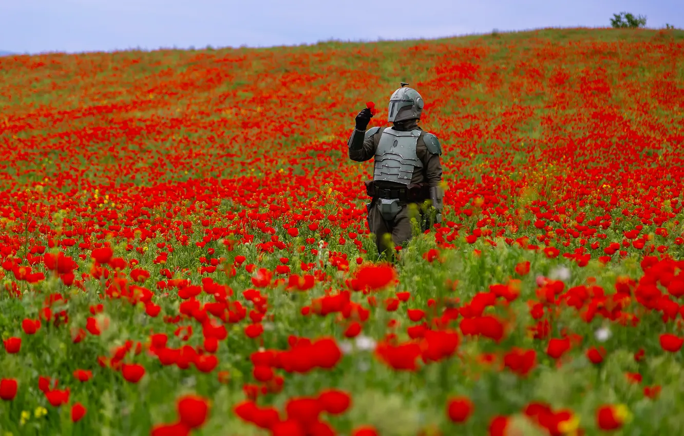 Фото обои Star Wars, art, flowers, cosplay, Boba Fett, wonderfull