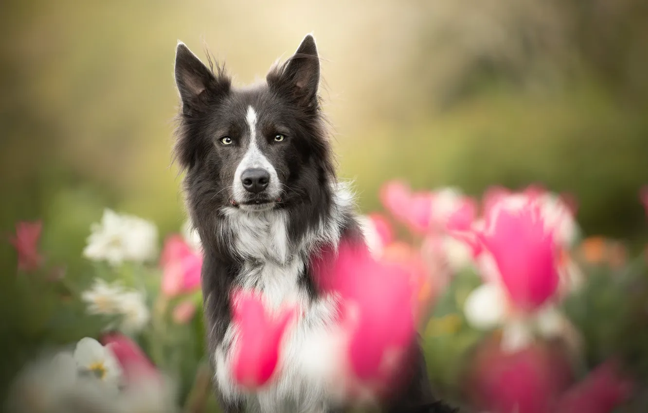 Фото обои взгляд, морда, цветы, собака, размытость, Бордер-колли