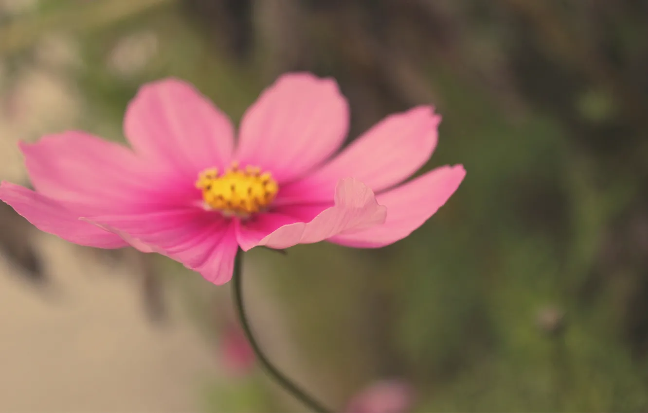 Фото обои цветок, макро, розовый, размытость, космея, полевой