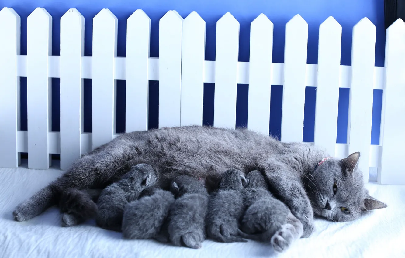 Котята без мамы. Милые британские коты на заборе. Британская кошка и ребенок. Серый котёнок на заборе. Бюджетный вариант для ограждения котят.