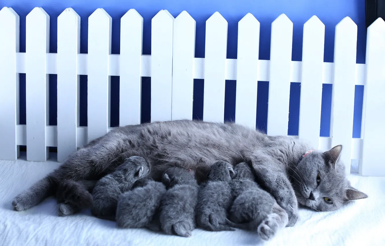 Фото обои кошка, дети, забор, котята, мать, британские, выводок, младенцы