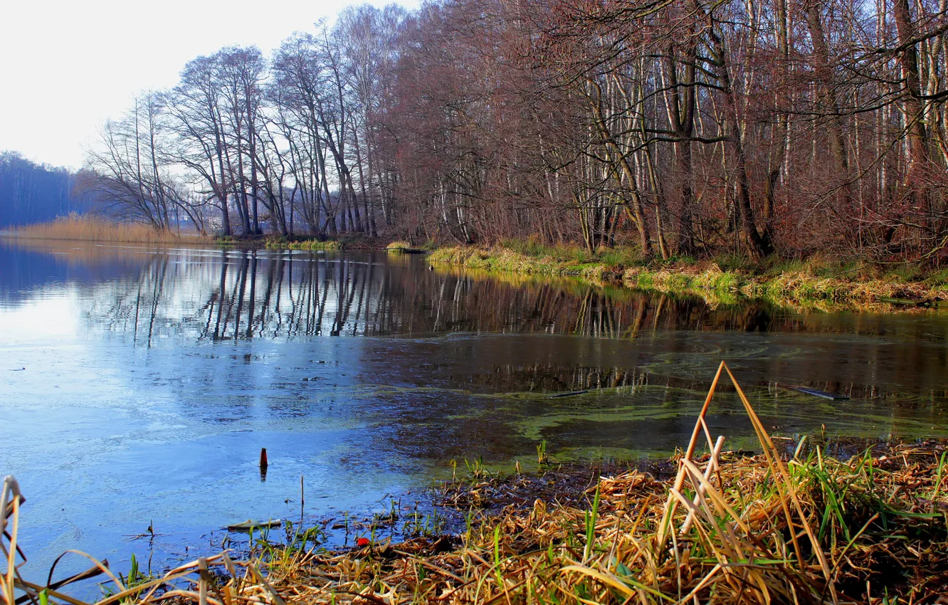 Фото обои water, park, lake, tree