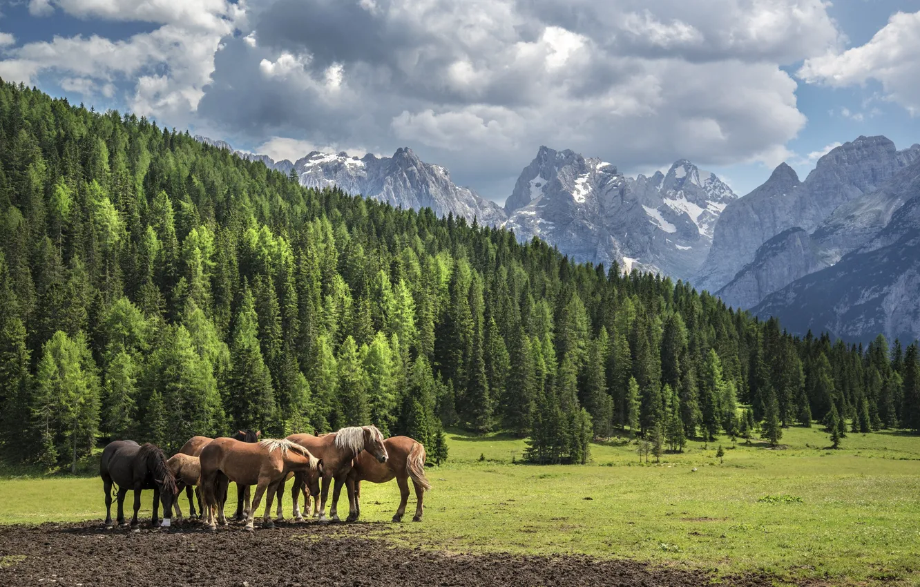 Фото обои пейзаж, горы, красота, лошади