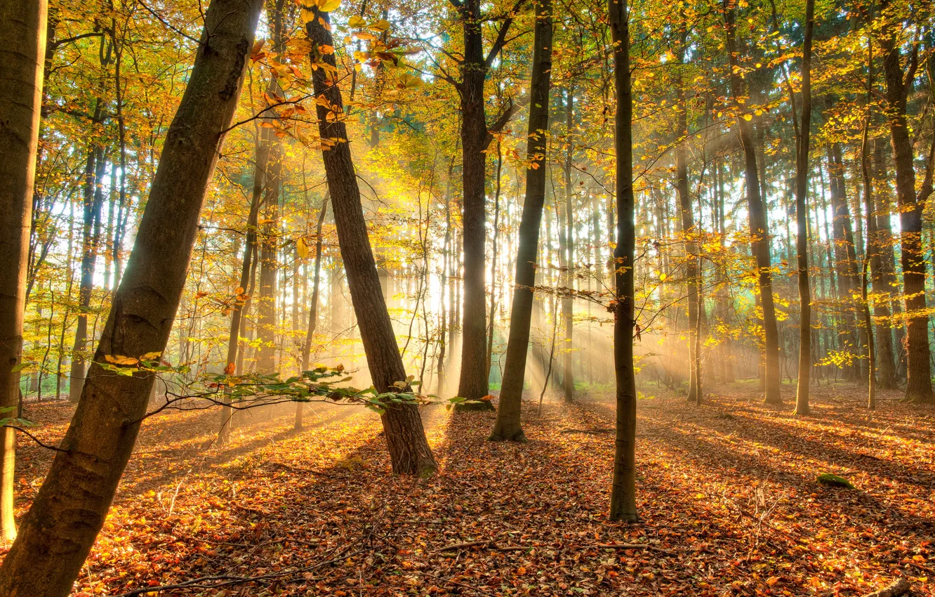 Фото обои осень, лес, свет, деревья, природа