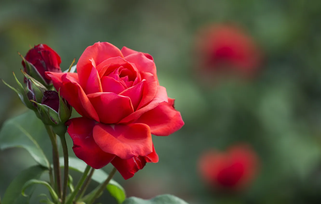 Фото обои листья, роза, красная, бутоны
