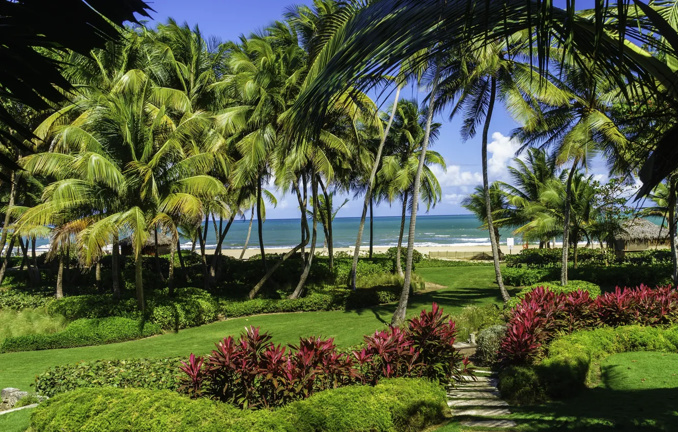 Фото обои песок, море, пляж, трава, солнце, тропики, пальмы, газон