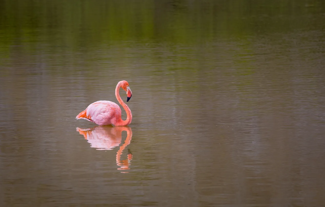 Фото обои вода, розовый, птица, фламинго