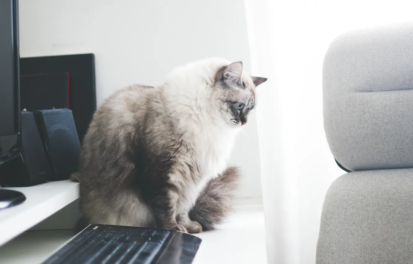 Фото обои кошка, кот, пушистый, клавиатура