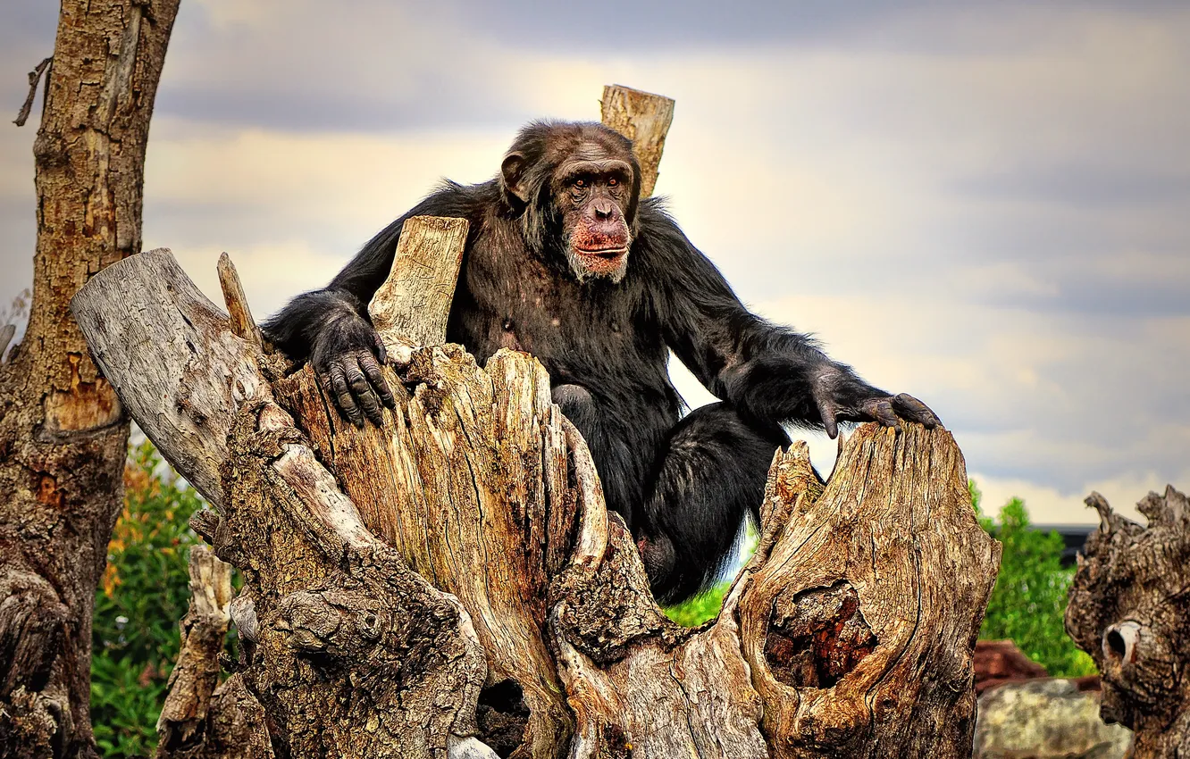Фото обои Шимпанзе, раздумья, досуг