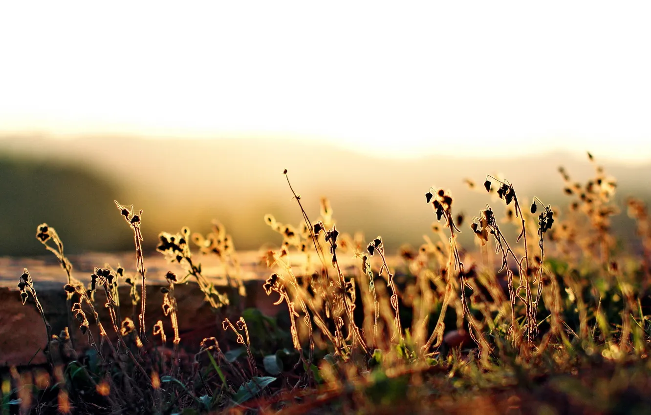 Фото обои осень, трава, свет