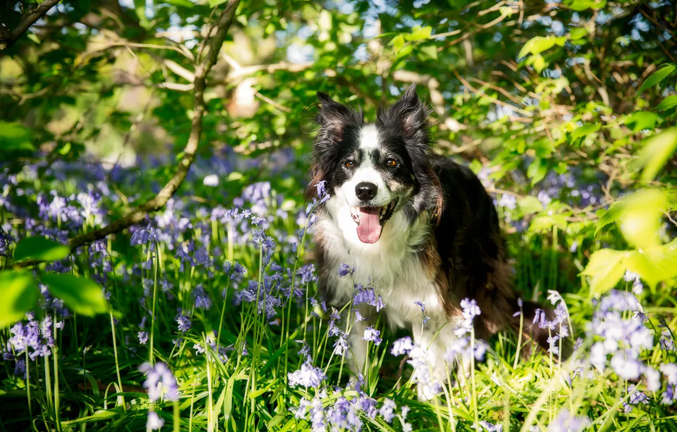 Фото обои цветы, собака, Бордер-колли