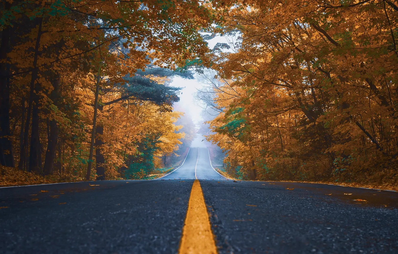 Фото обои дорога, осень, лес, деревья, туман, парк, ветви, листва