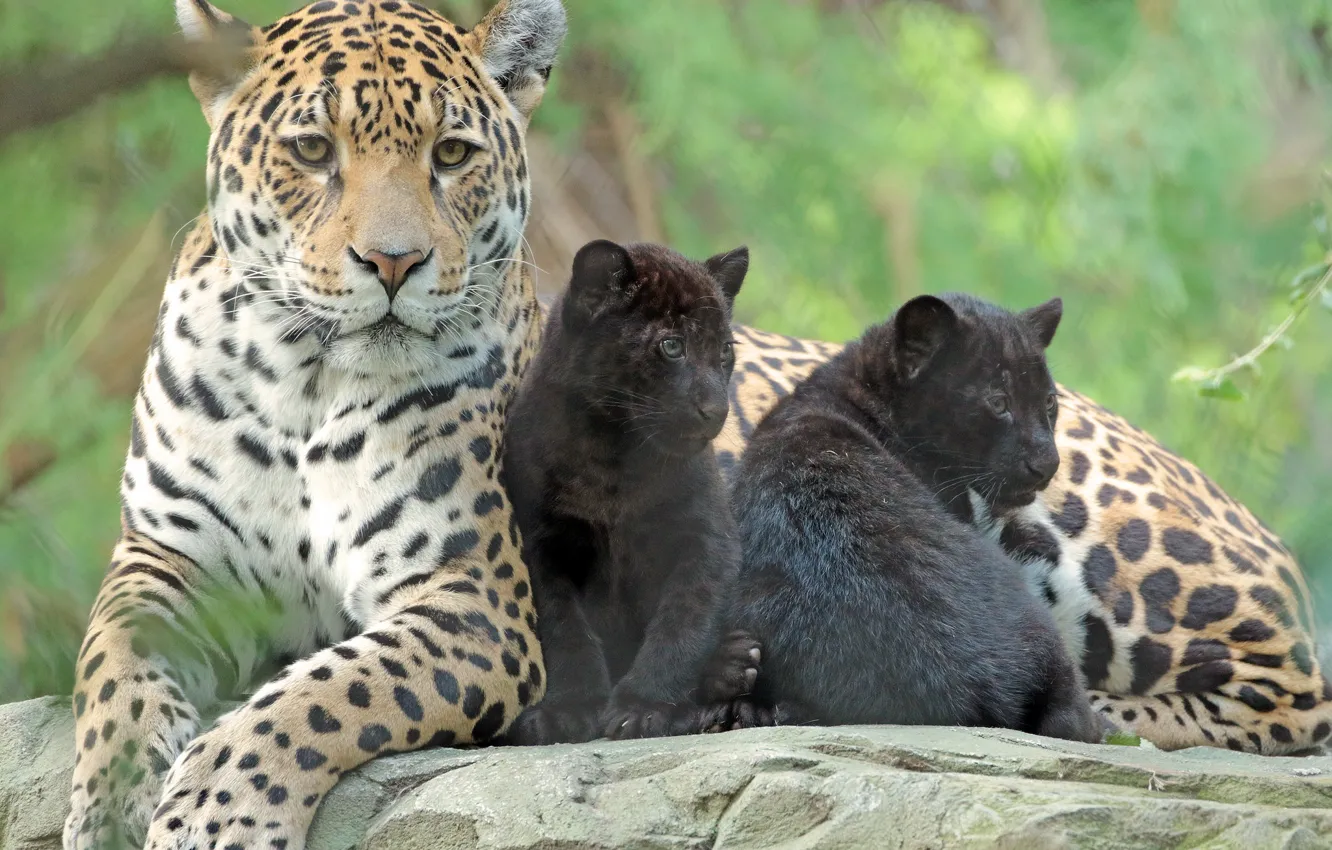 Фото обои животные, семья, малыши, забота, мама, зоопарк, ягуары