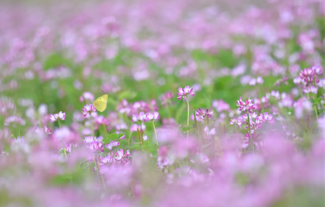 Фото обои лето, трава, макро, розовый, легкость, бабочка, поляна, растения