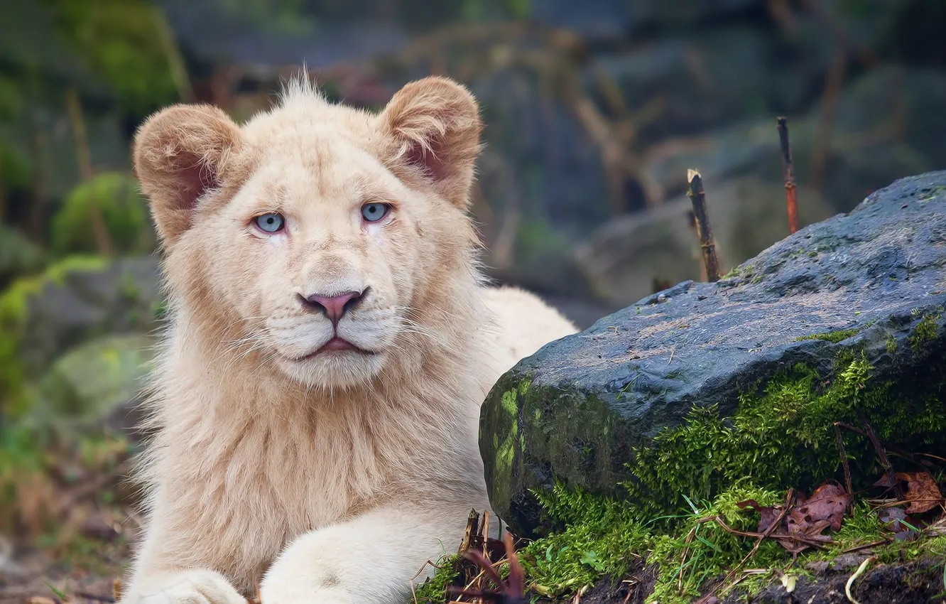 Фото обои cat, Lion, animal, big cat, feline