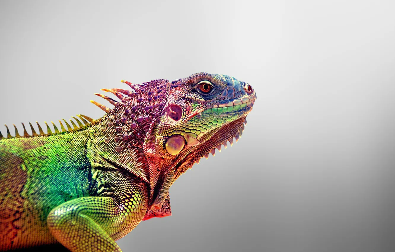 Фото обои colorful, animals, lizards